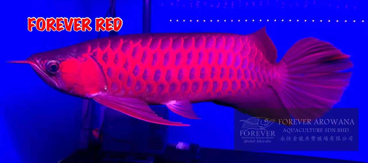 アジアアロワナ・熱帯魚専門店 販売 【トロピカルフィッシュ佐野】 大阪